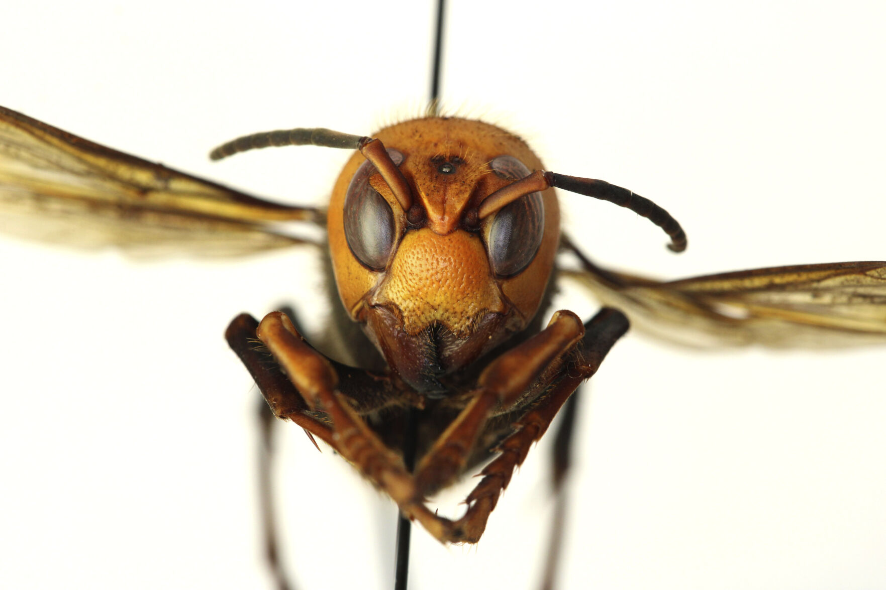Murder hornet